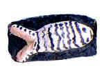 pinstripe.jpg (21600 bytes)