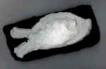 thevirtualfishbrick.jpg (26811 bytes)