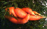 carrots copy.jpg (41654 bytes)