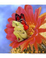 ButterflyGirl2.jpg (12849 bytes)